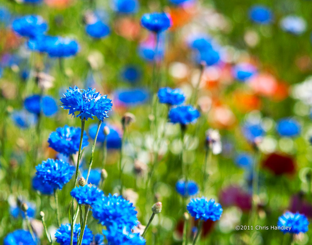 Blue Wild Flowers